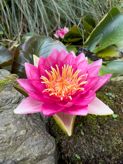 Water Lilly